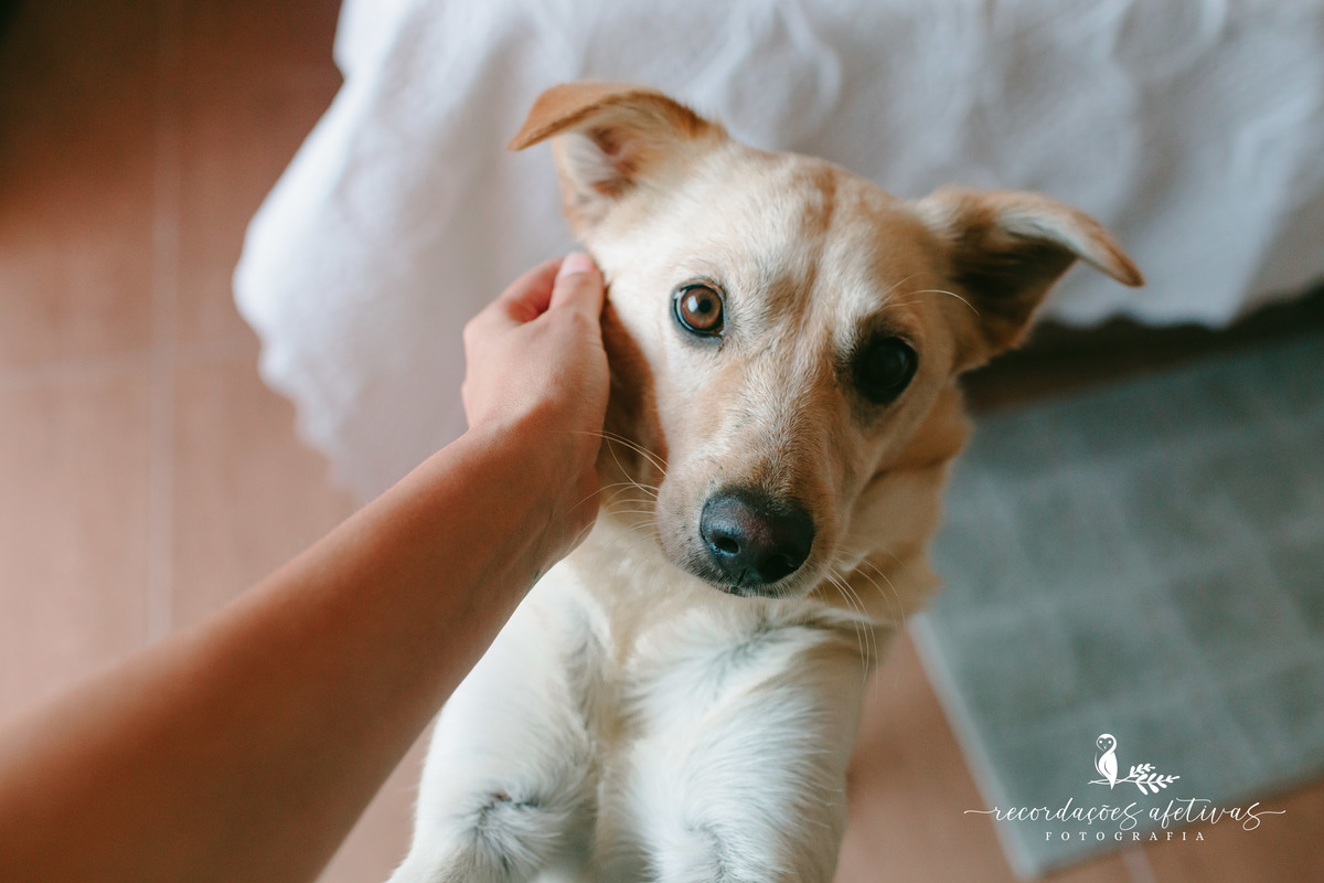 Ensaio Gestante Familia com Pet Realizado na cidade de São Roque