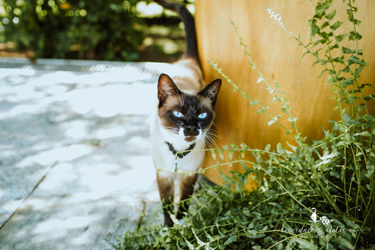 Aniversário Infantil Terras de São José, Itu - SP