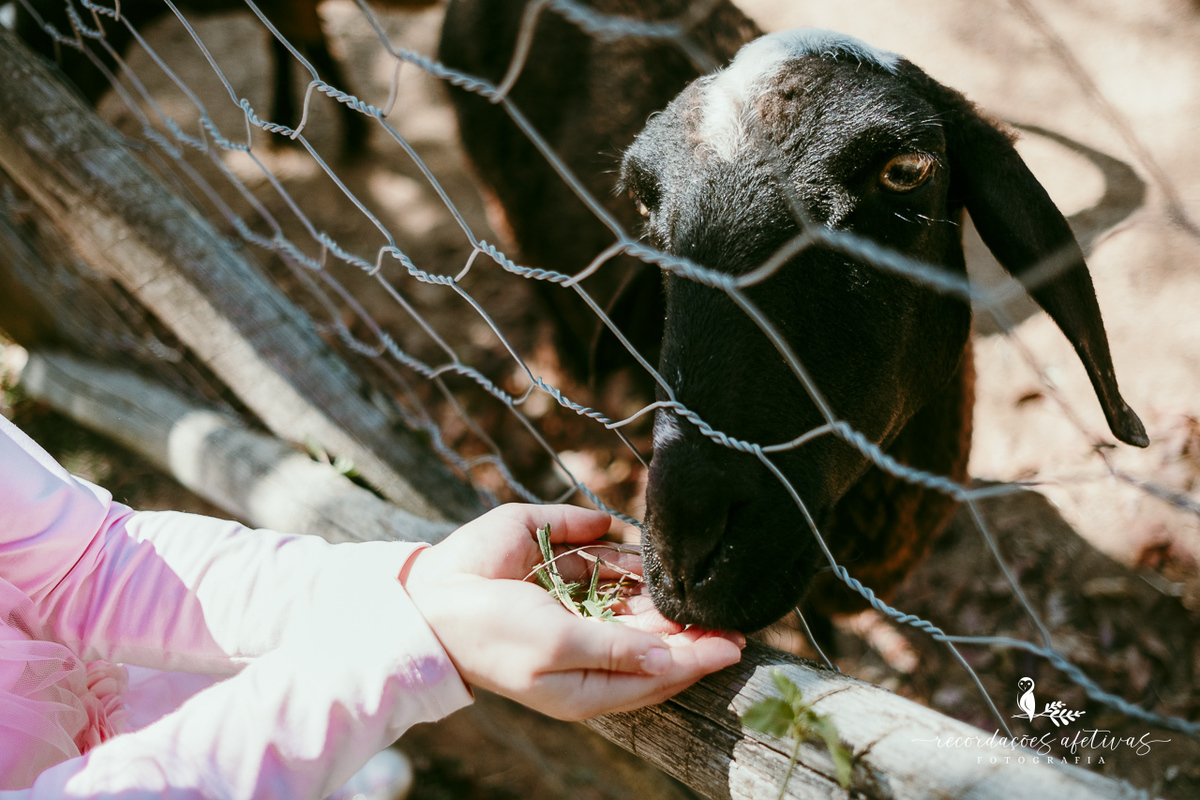 Aniversário de menina com tema ballet realizado na Fazendinha Santa Adelia em São Roque