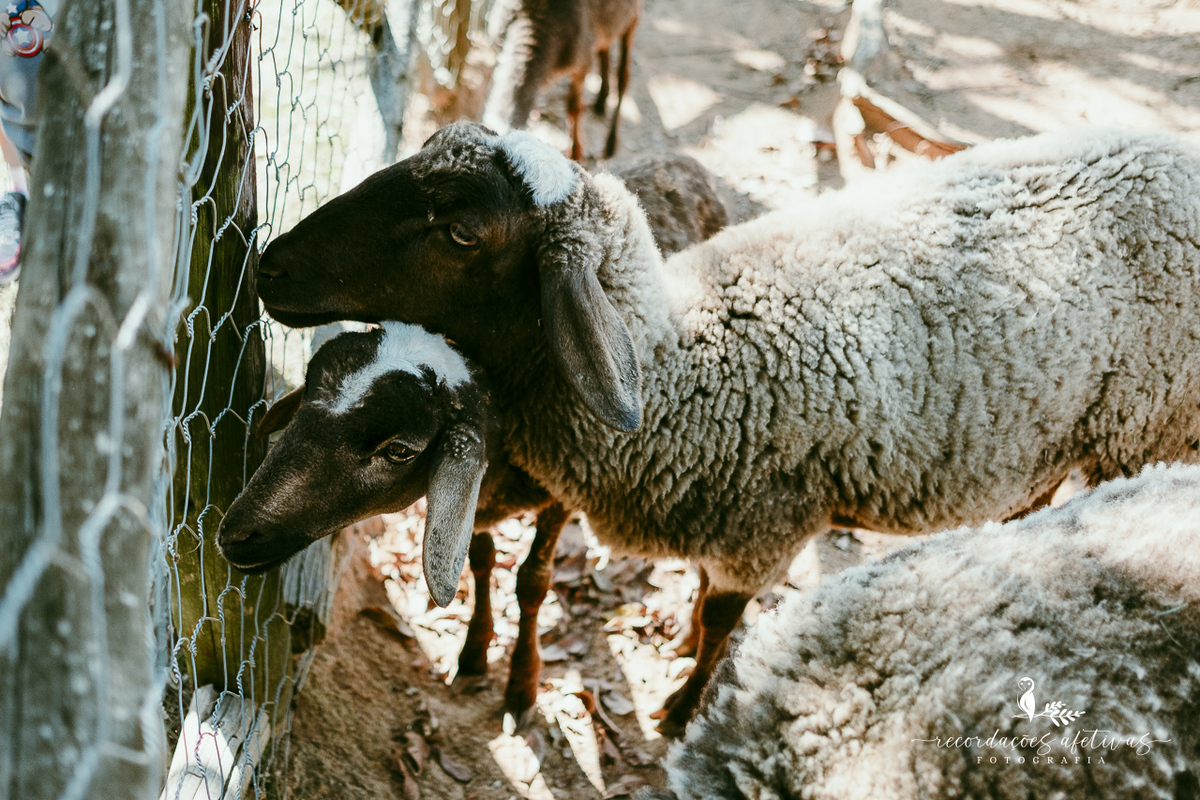 Aniversário de menina com tema ballet realizado na Fazendinha Santa Adelia em São Roque
