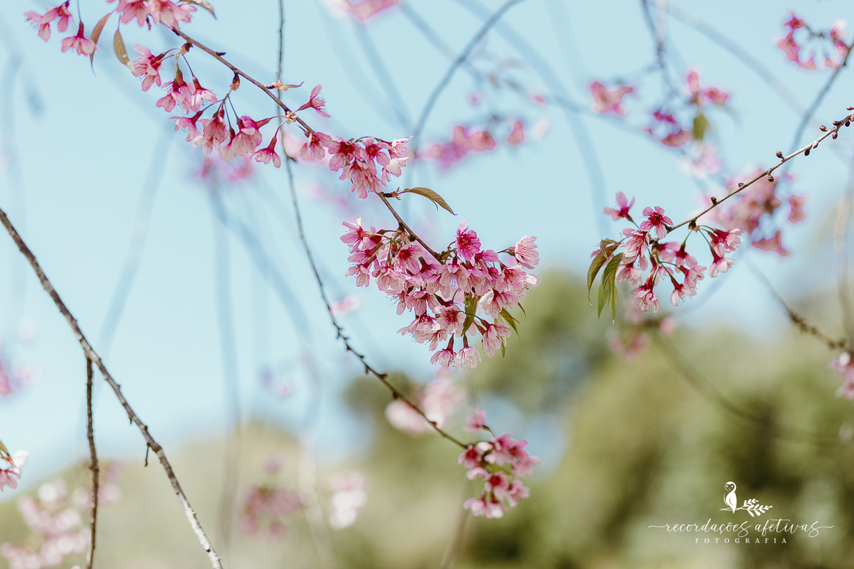Aniversário de menina com tema ballet realizado na Fazendinha Santa Adelia em São Roque