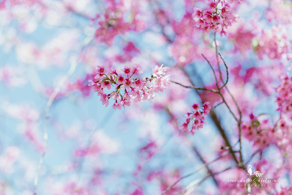 Aniversário de menina com tema ballet realizado na Fazendinha Santa Adelia em São Roque