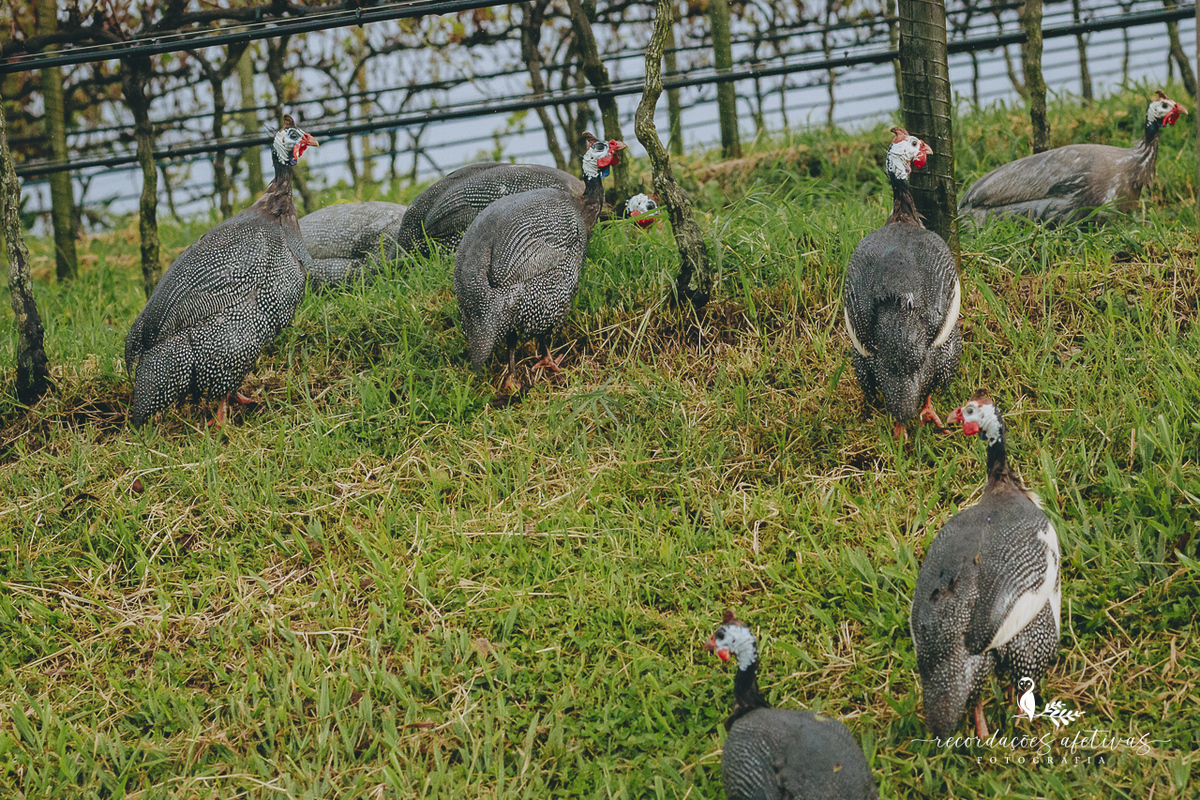 Ensaio Gestante realizado na parreira, na Vinicola Alma Galiza, em São Roque - SP