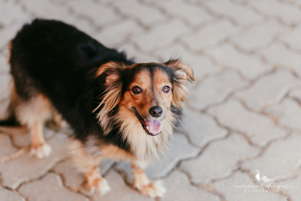 pet do casal presente na cerimônia de união trazendo ainda mais afeto para o momento