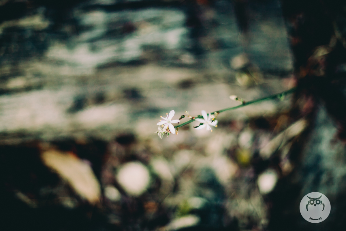 Ensaio Feminino Mulher com cabelo curto na natureza