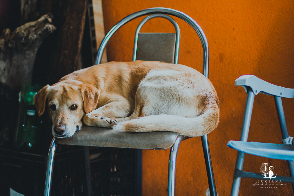 Cachorro deitado na cadeira