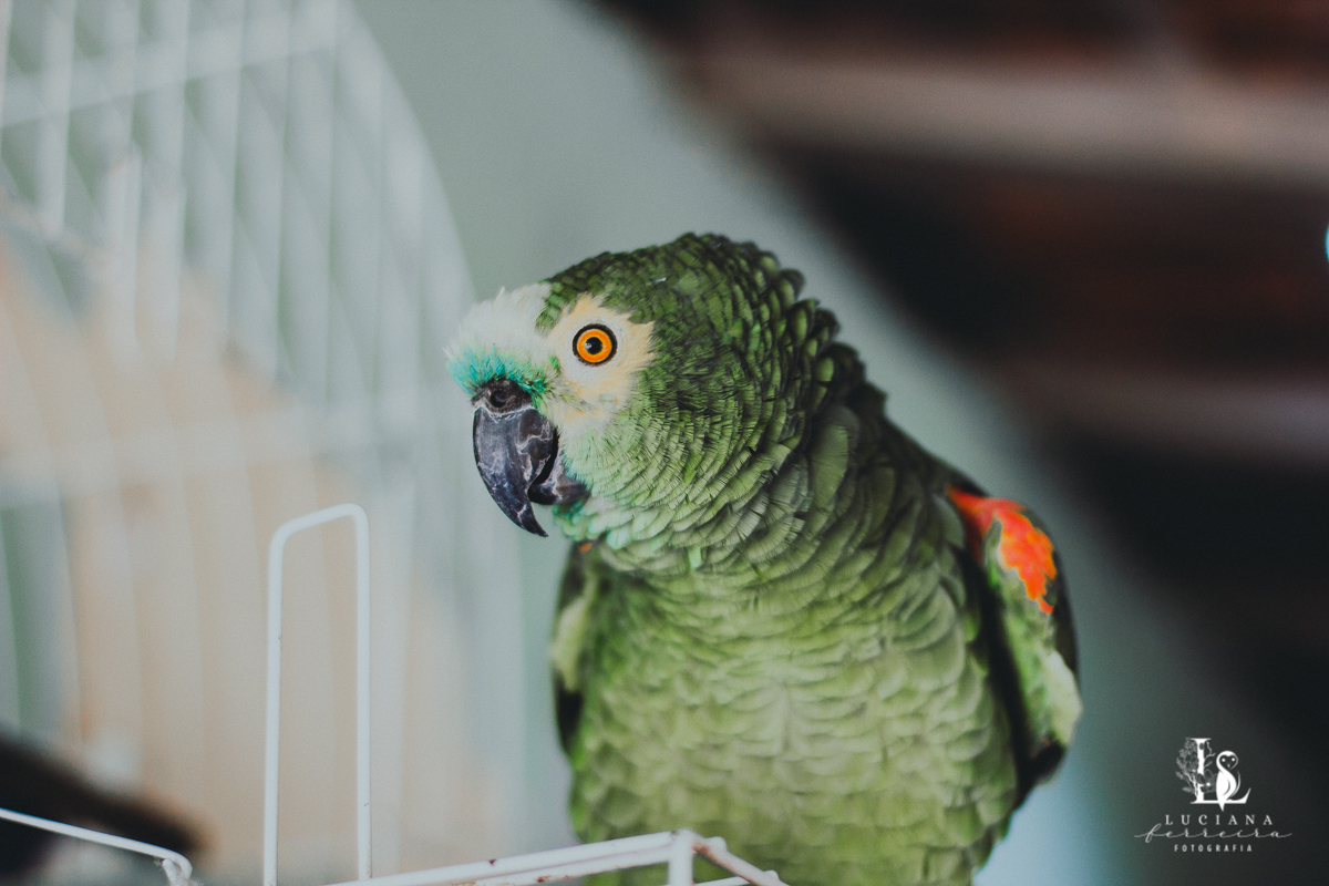Papagaio