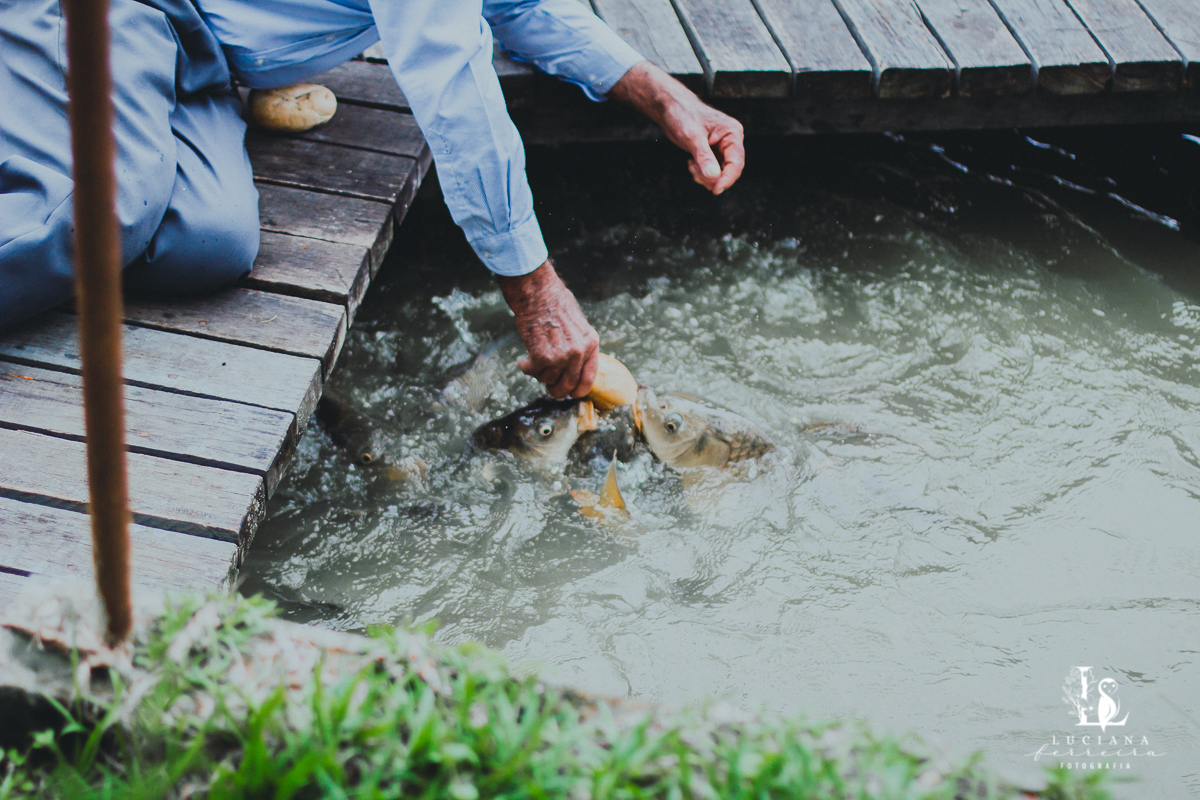 Alimentando peixes