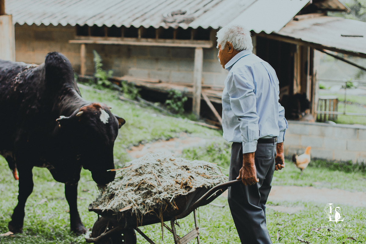 Homem alimentando boi