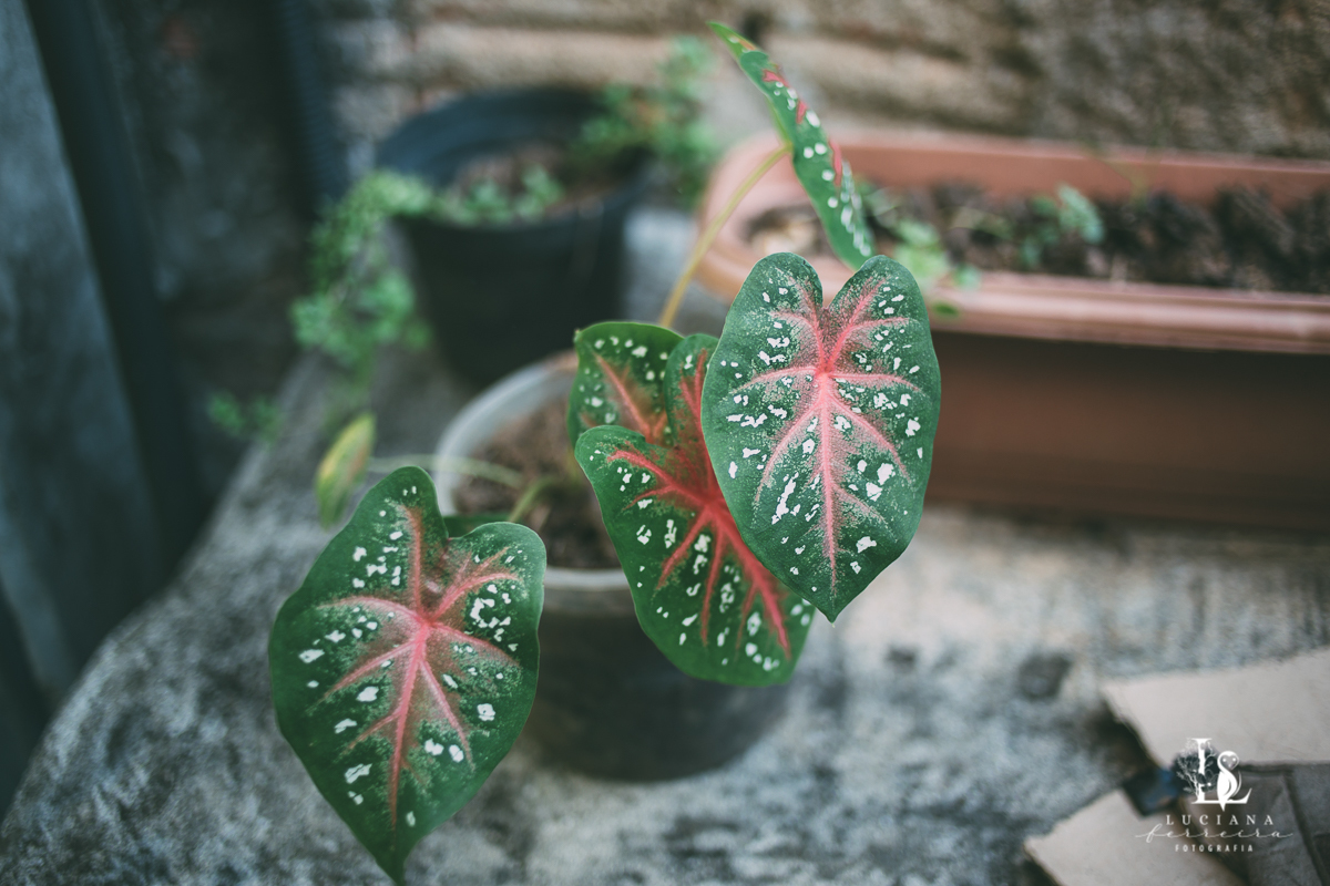 Ensaio Feminino. Mulher. Avó