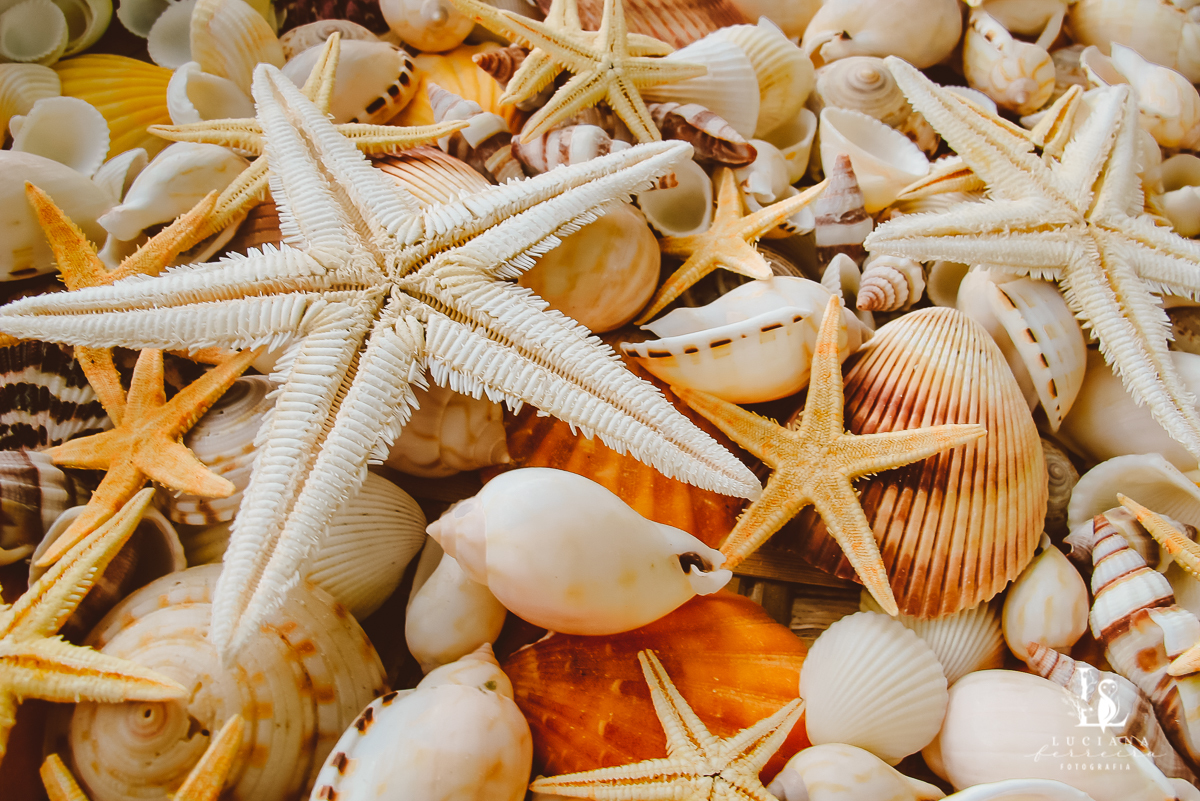 Casamento na praia. Saco do Mamanguá, Paraty. Casamento lindo de mulheres.