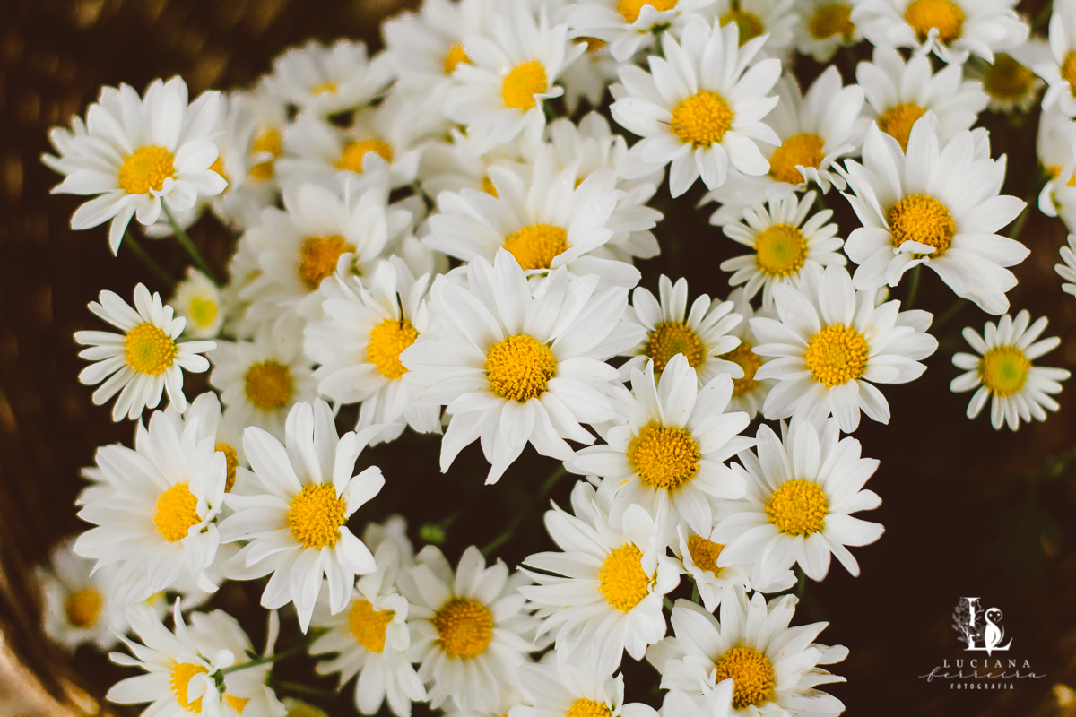 Casamento na praia. Saco do Mamanguá, Paraty. Casamento lindo de mulheres.