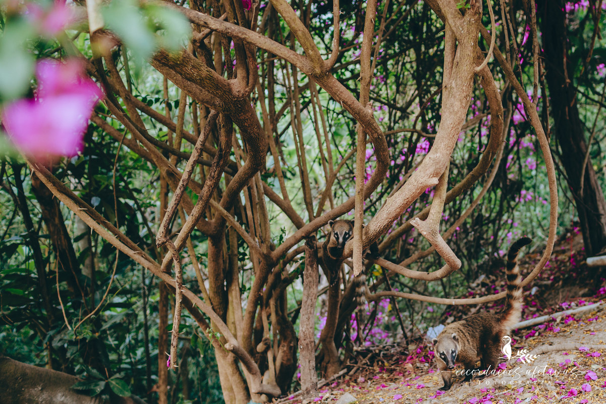 Ensaio família realizado na Pousada Aldeia em São Roque, São Paulo