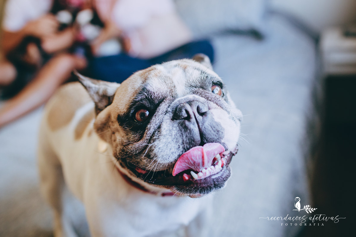 Ensaio gestante com pets, realizado em Sorocaba