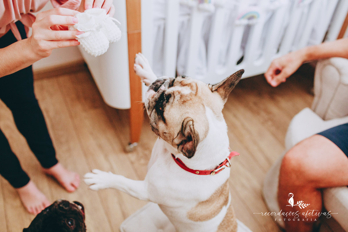 Ensaio gestante com pets, realizado em Sorocaba