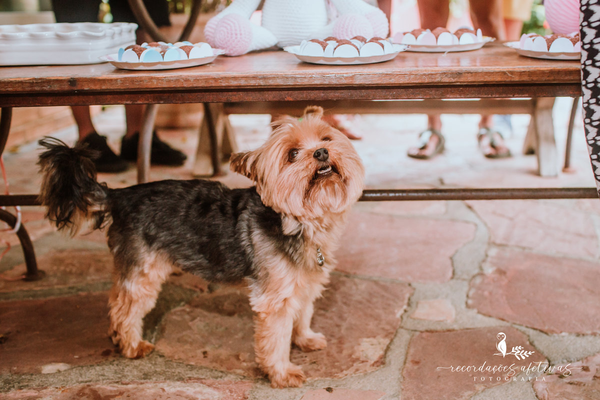 Aniversário Infantil Menina com Tema Princesas na Cidade de Mairinque