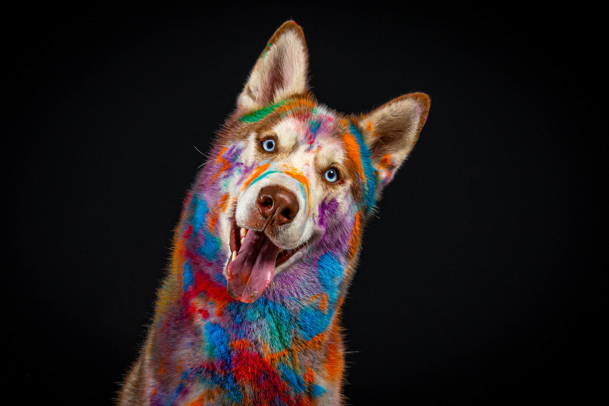 Ensaio de pets com cores