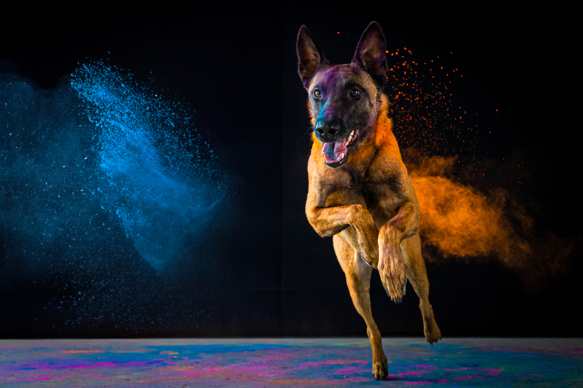 Estudio de fotografia para pets