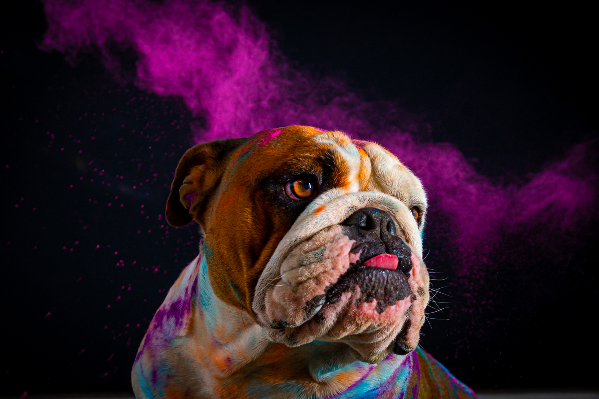 Ensaio artistico para pets