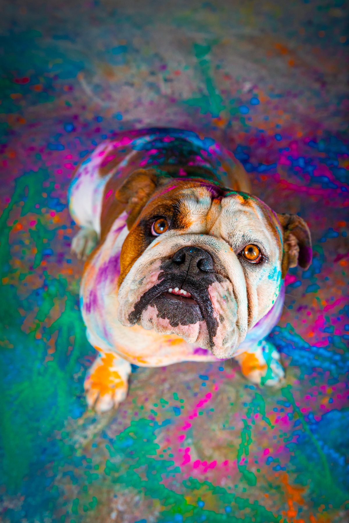 Fotos criativas de animais