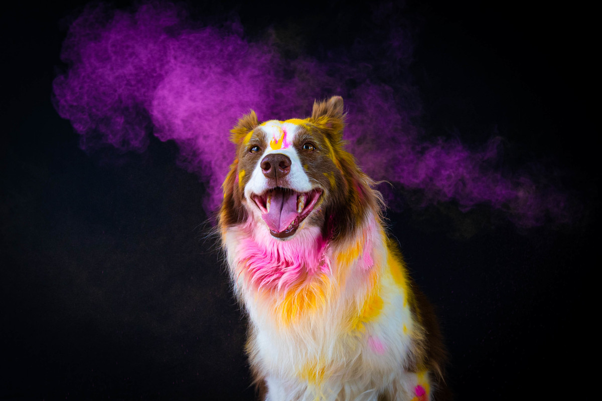 Pets Coloridos - Ensaio fotografico