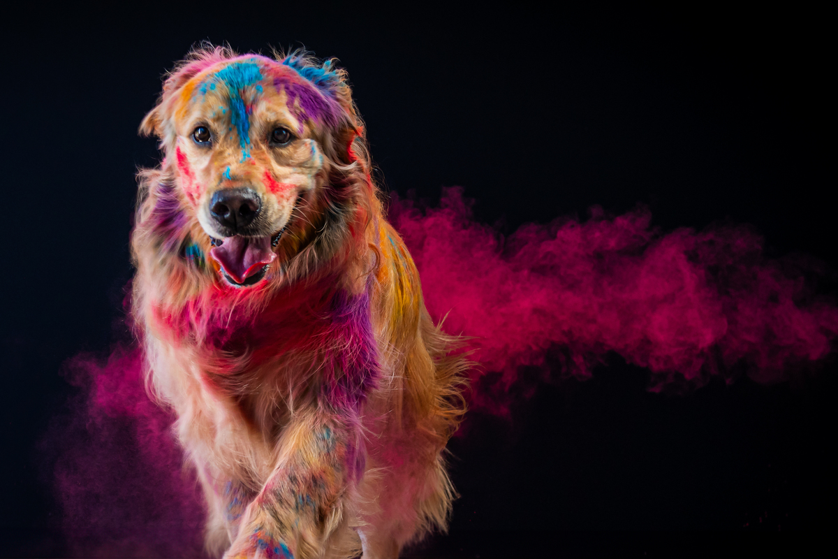 Ensaio exclusivo para pets