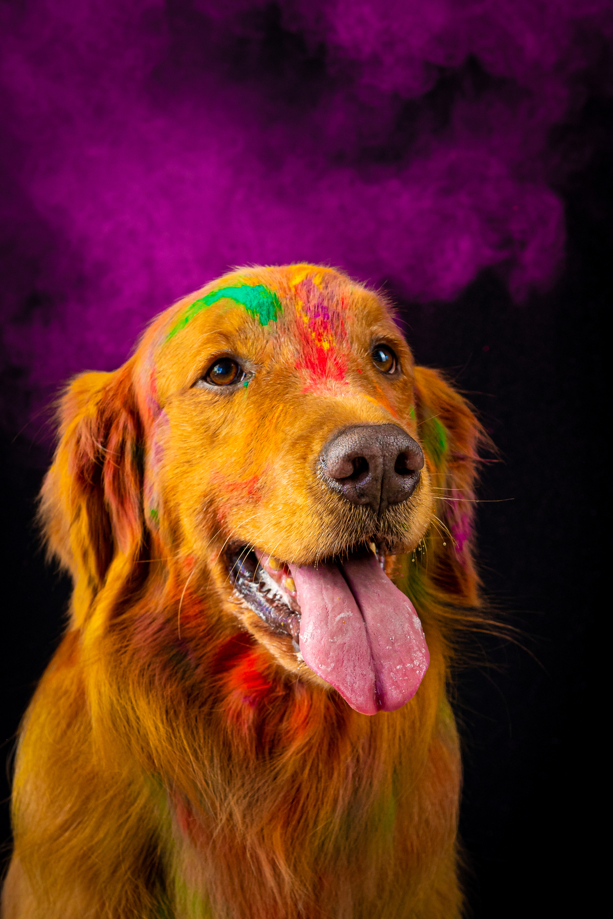 Fotos vibrantes de animais