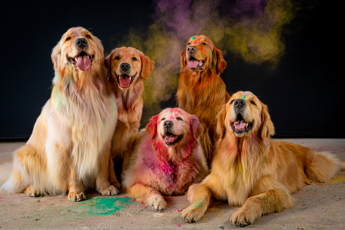Golden Retriver em ensaio fotografico pet colorido 