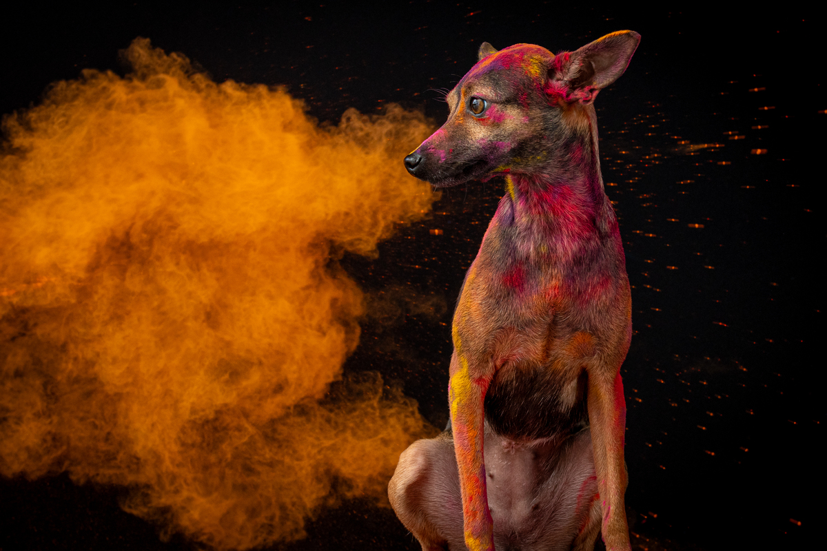 Fotos vibrantes de animais