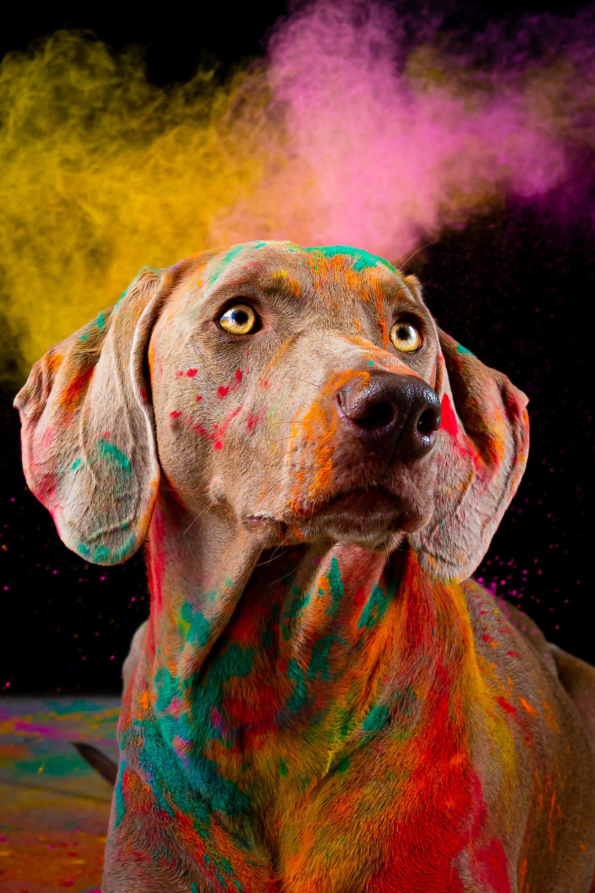 Fotografia colorida de pets