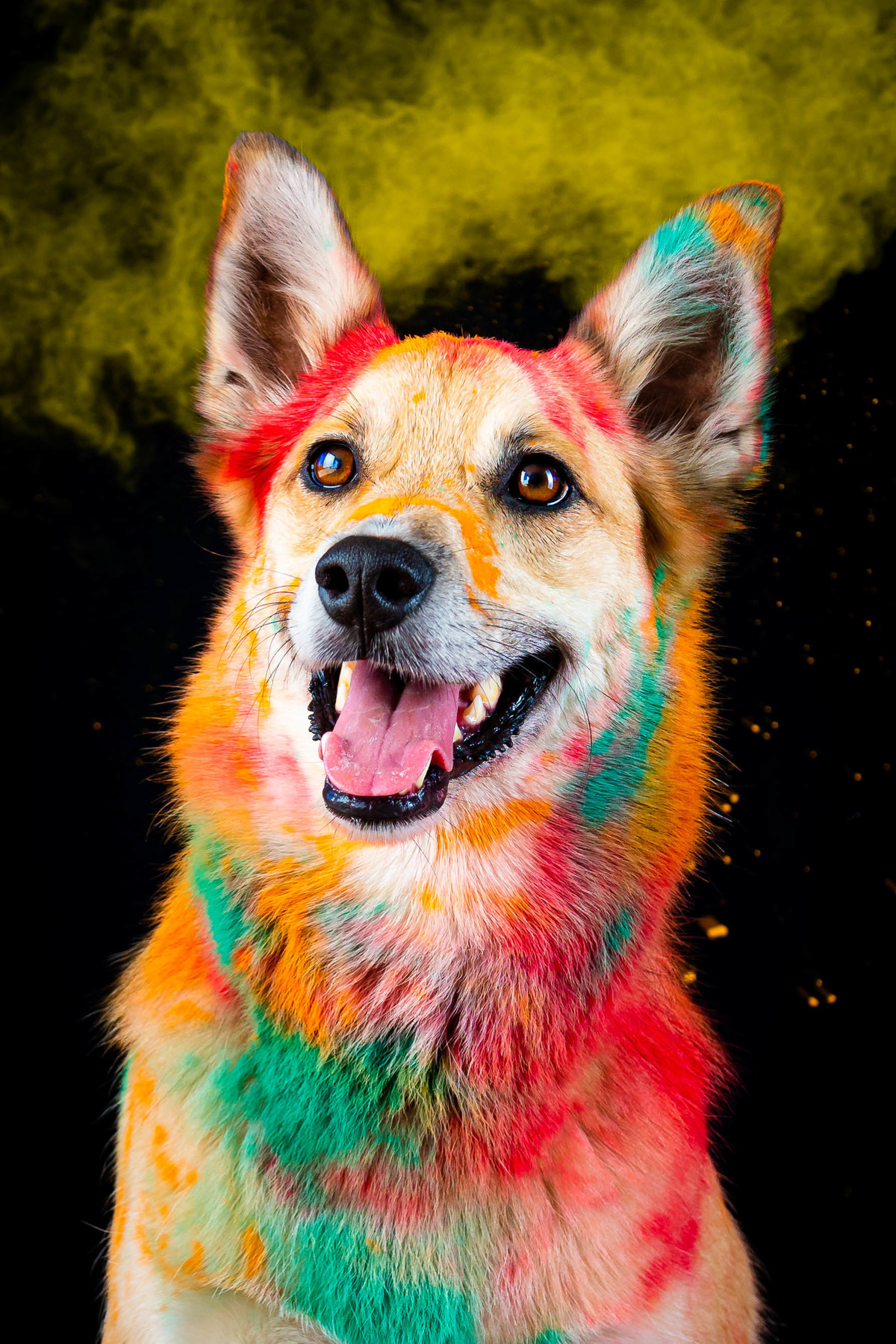 Estudio fotografico para animais