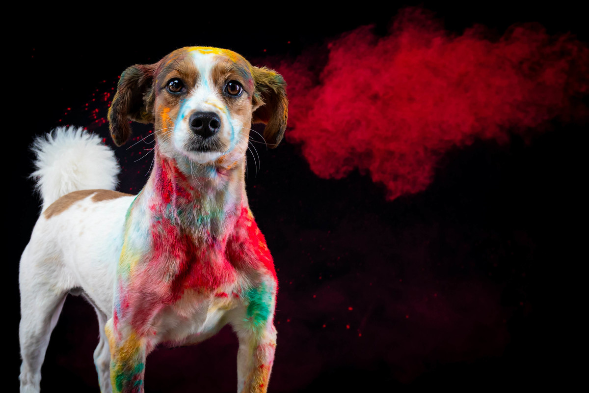 Estudio de fotografia para pets