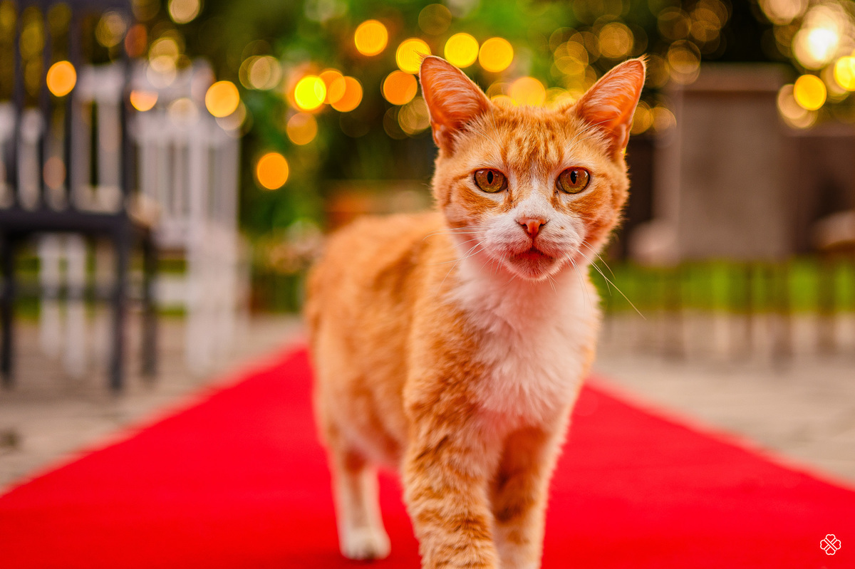 Casamento na casa dos noivos