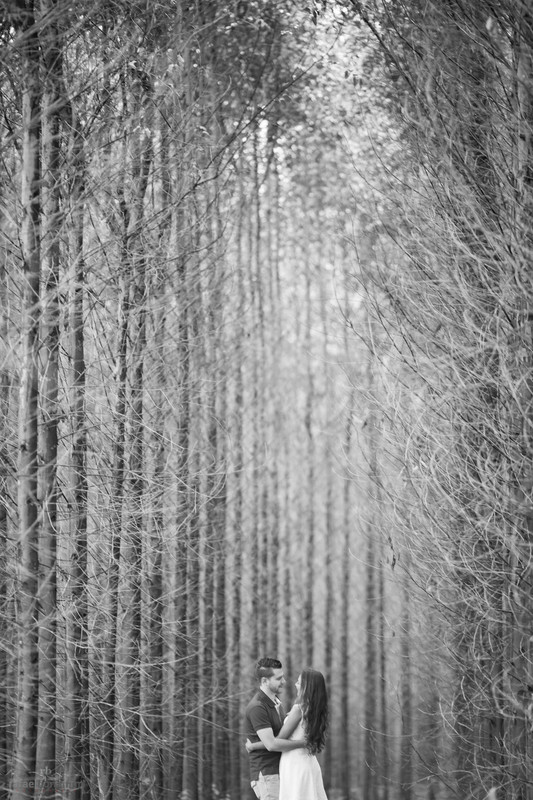 fotos realizadas em uma plantação de eucaliptos, em uma rodovia com movimento