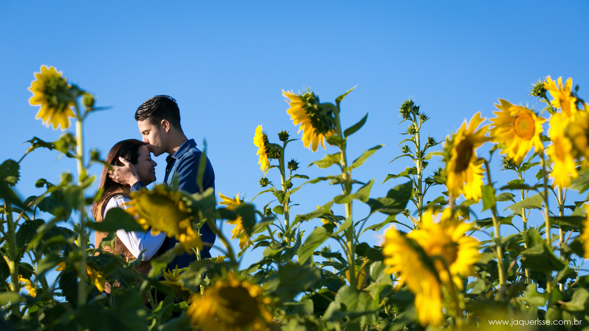 jaque risse, andre risse, estudio bebedouro, melhores fotografos, esposo beijando a testa de sua esposa, no meio dos girassois