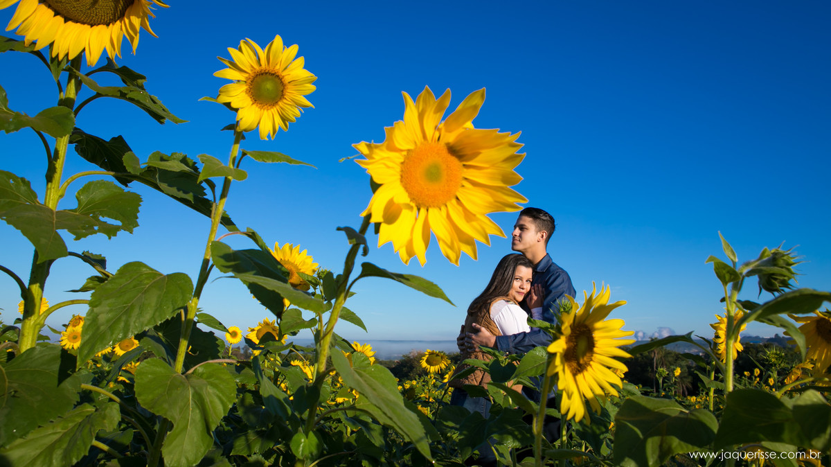 jaque risse, andre risse, estudio bebedouro, melhores fotografos, casal abraçado no meio dos girassois