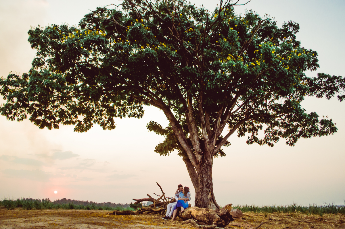 arvore solitária em Holambra 