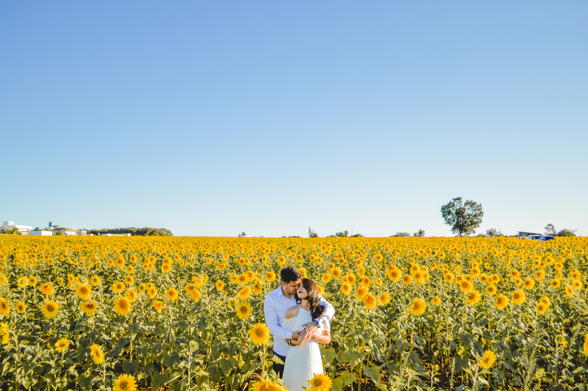 casamento no campo de girassol