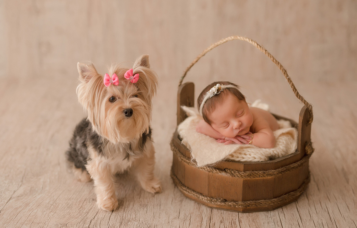foto newborn em caxias do sul fotografa morgana perini bebe na cestinha com cachorro