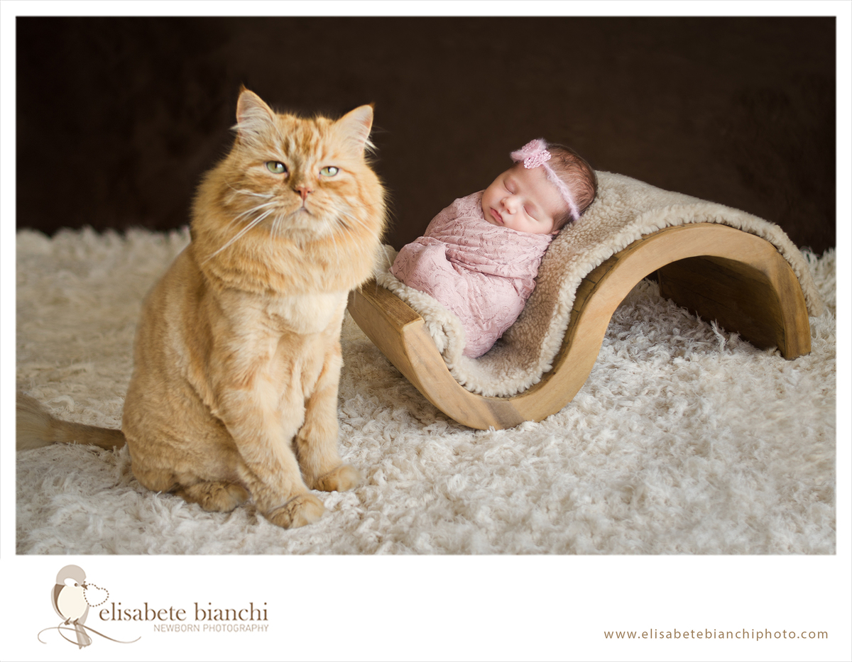 Sessão newborn com gatos ensaio fotográfico recém-nascido no domicílio em casa Caxias do Sul