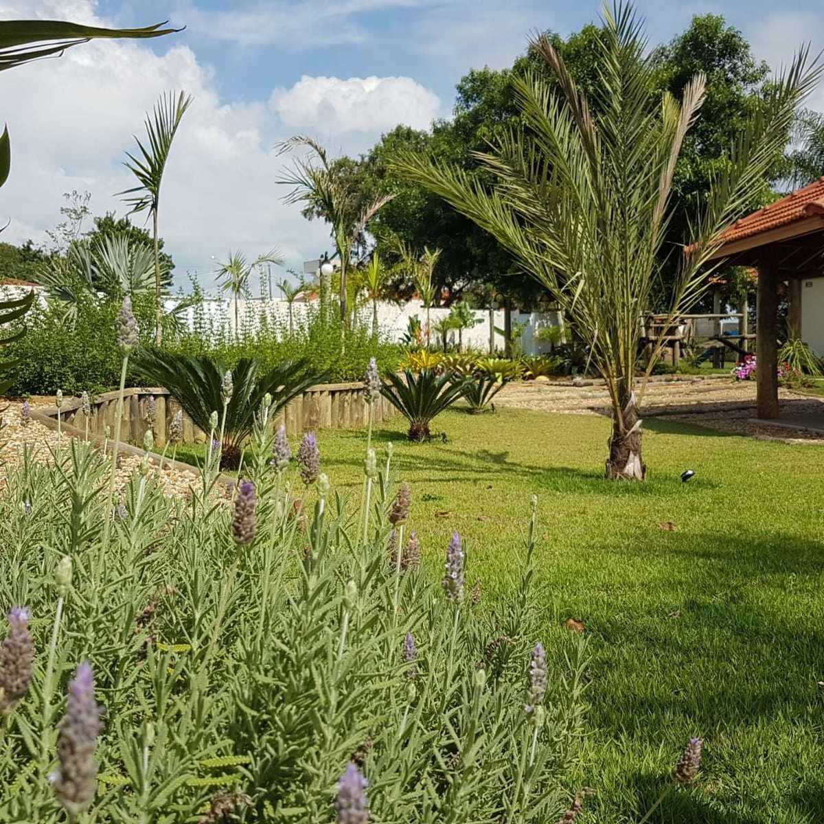 lavanda em jardim