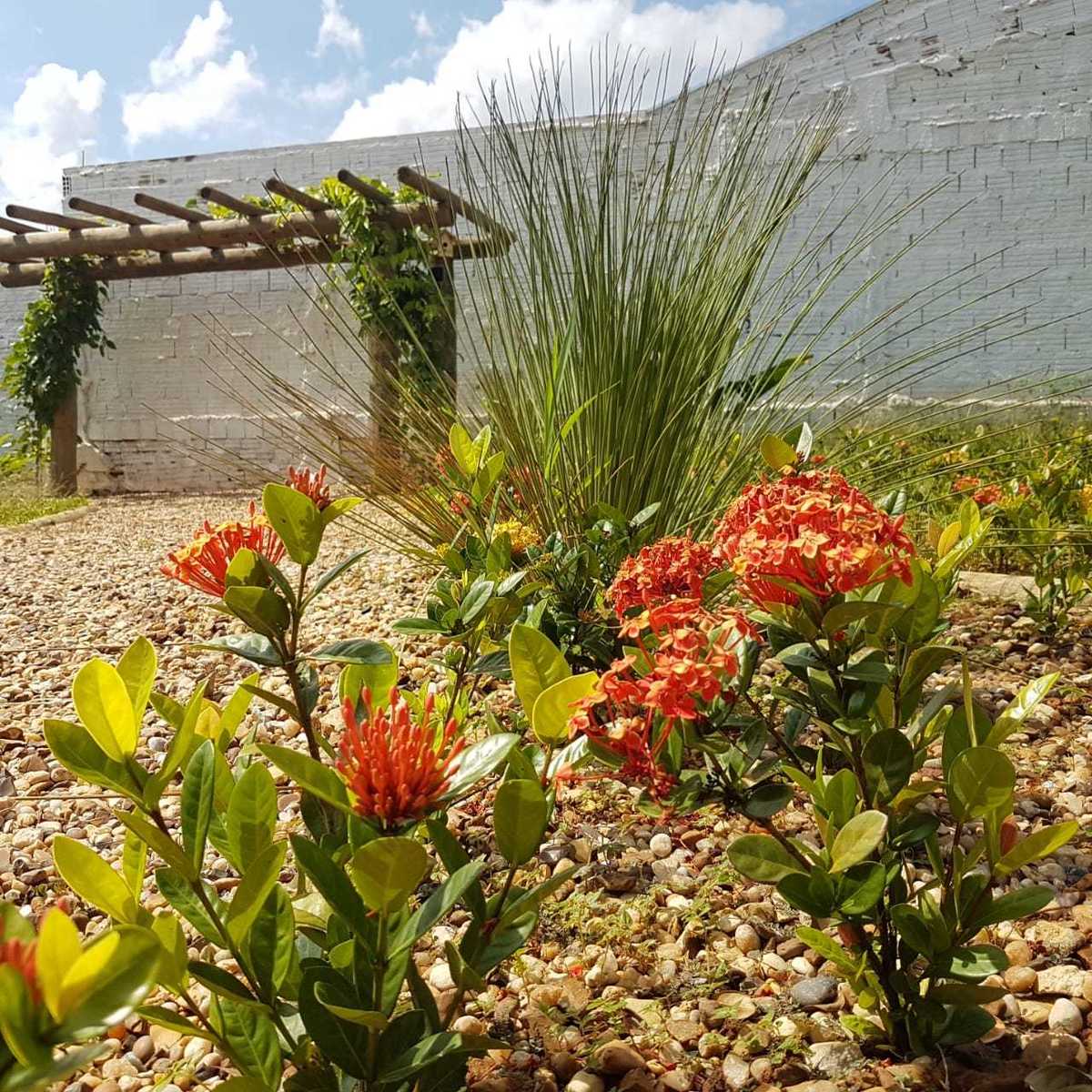 detalhes de um projeto de paisagismo