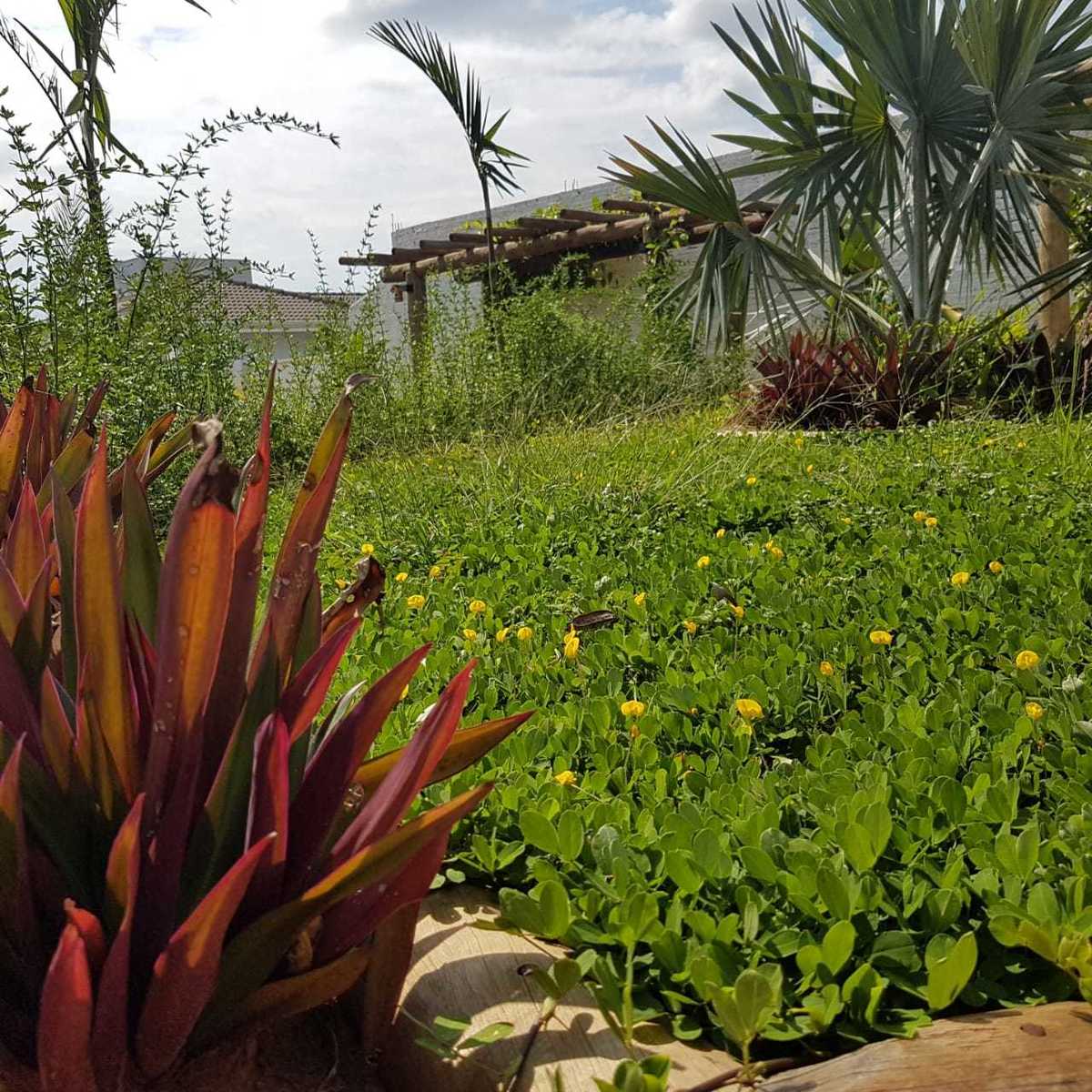 muito verde no projeto de paisagismo