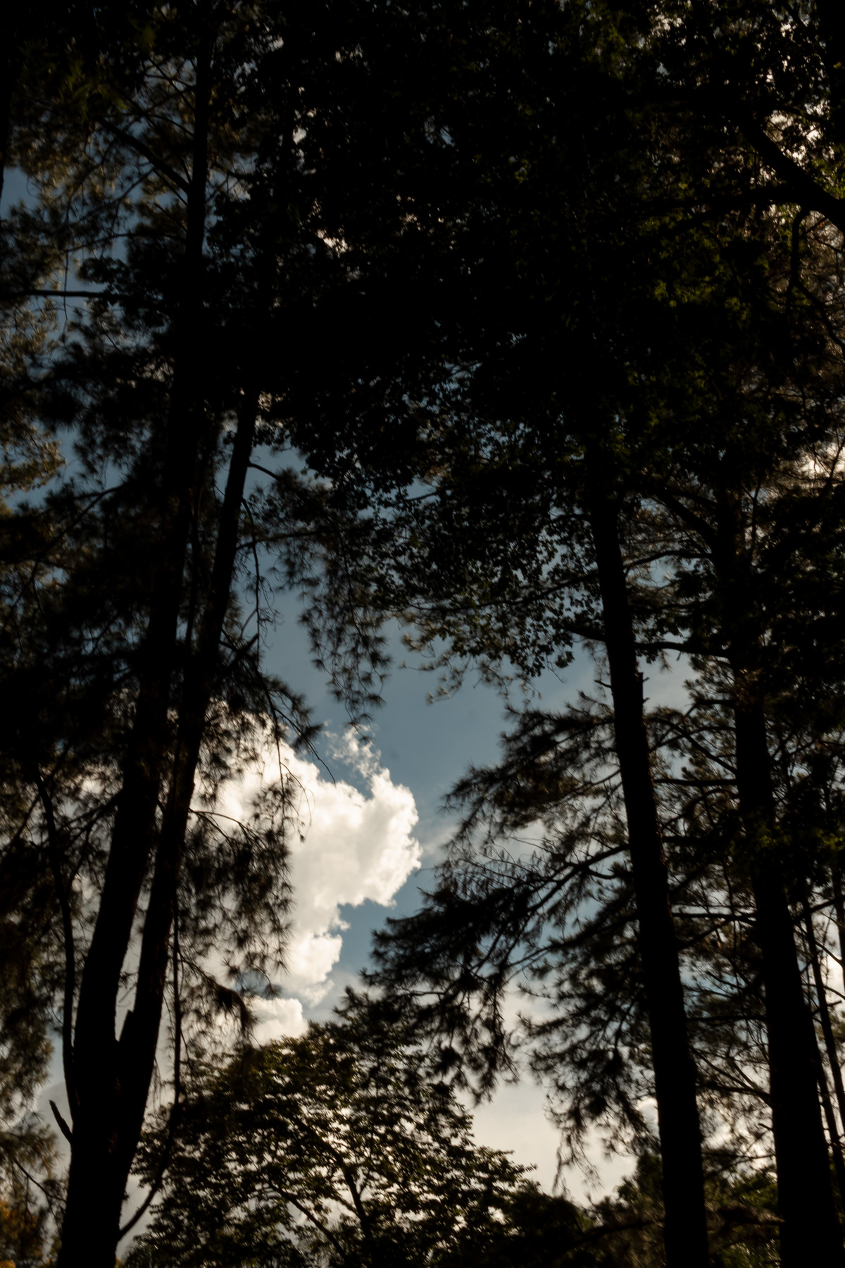fotografia de casal em ribeirão preto, ensaio pre wedding de ribeirão preto, fotografo de casamentos em ribeirão preto 