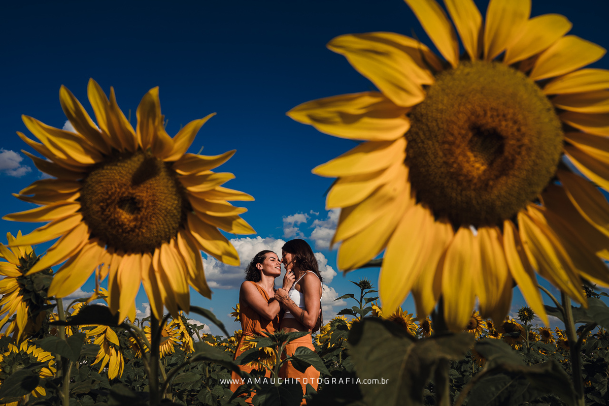 Fotos no campo de girassol em Holambra SP