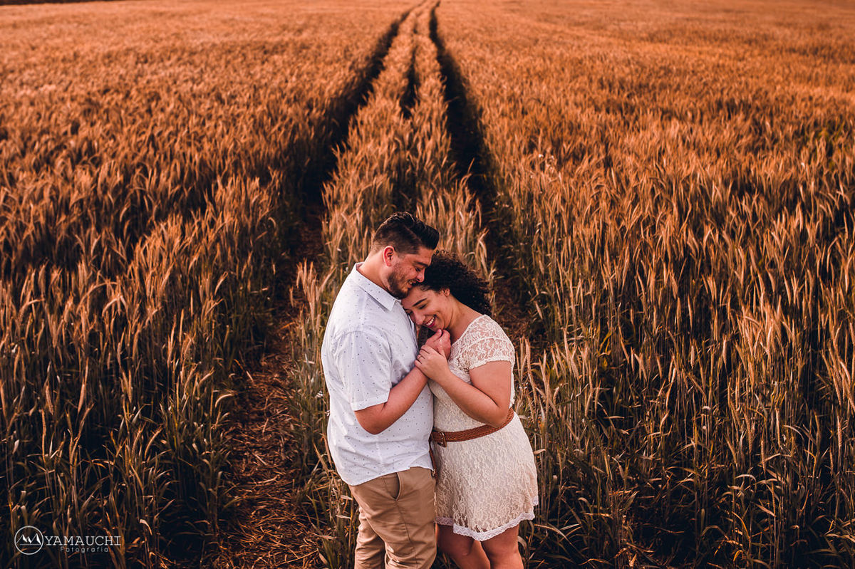Campos de trigo em Holambra