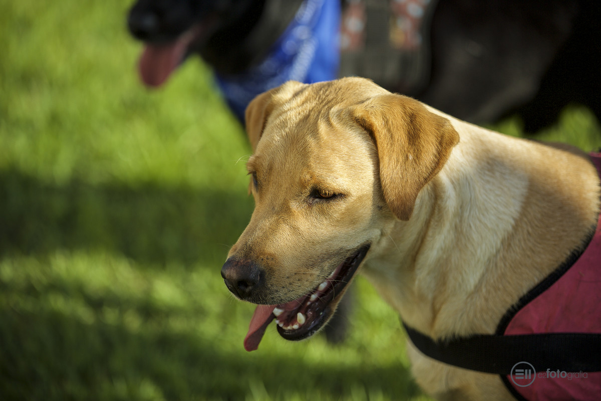 Ensaio Pets no Hotel Madeira Mamoré em Nova Mutum - por E2 Fotografia