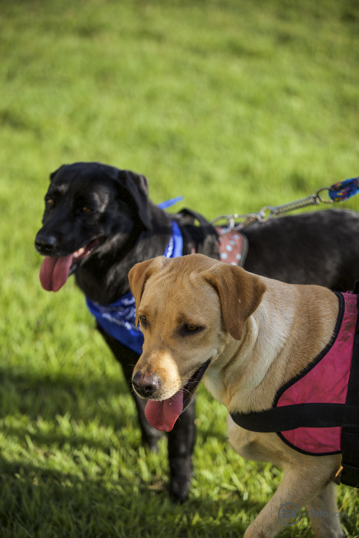 Ensaio Pets - E2 Fotografia