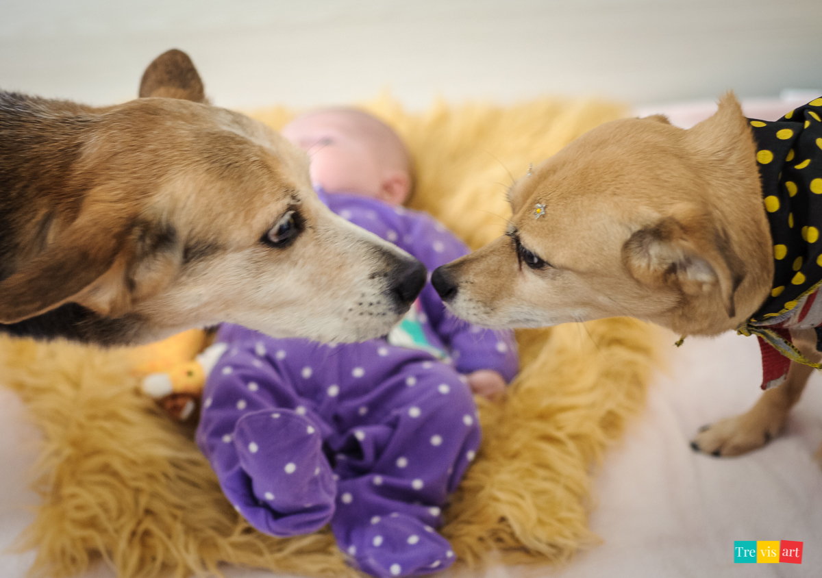 Fotografia de acompanhamento trimestral de bebê com pet se beijando