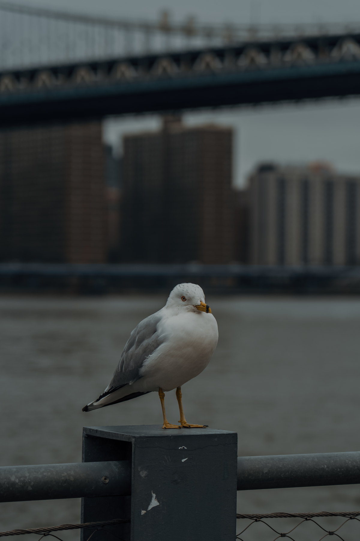 Detalhe da cidade de Nova York registrado entre os momentos do ensaio de casal.